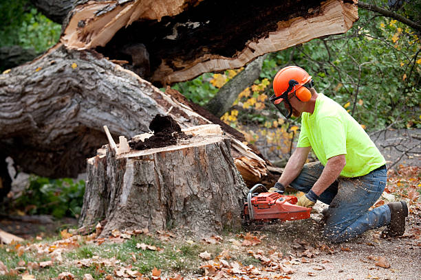 The Steps Involved in Our Tree Care Process in Rainier, OR